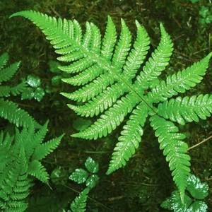 Meet your Posher, Fern